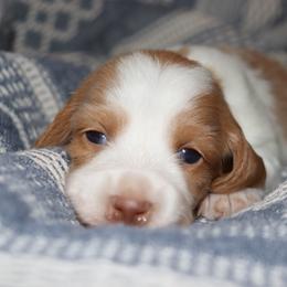 Red Cream female 1 - Red female Dachshund puppy in Pontotoc, Mississippi from Doubletake Doodles & Dachshunds