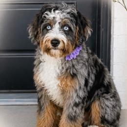 Bella - Australian Mountain Doodle