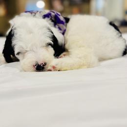 Aussiedoodle and Bernedoodle Puppies from Little Hawcreek Doodles