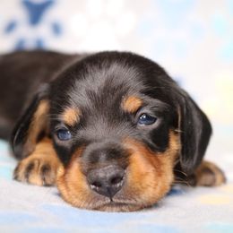 Black and Tan Female - Black and tan female Dachshund puppy in Red Bud, Illinois from Midwest Miniature Dachshunds