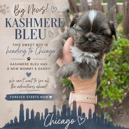 Kashmere bleu Kouture - Blue and white male Shih Tzu puppy in Trinity, North Carolina from Trinity Shih Tzu