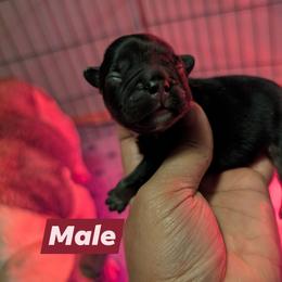 Boy 4 - Black and tan male French Bulldog puppy in Battle Ground, Washington from Ferguson's Bulldogs