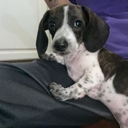 Dachshund Puppies from Autumns Dachshunds