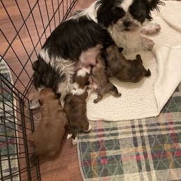 Shih Tzu puppies from Irish Eyes ShihTzu