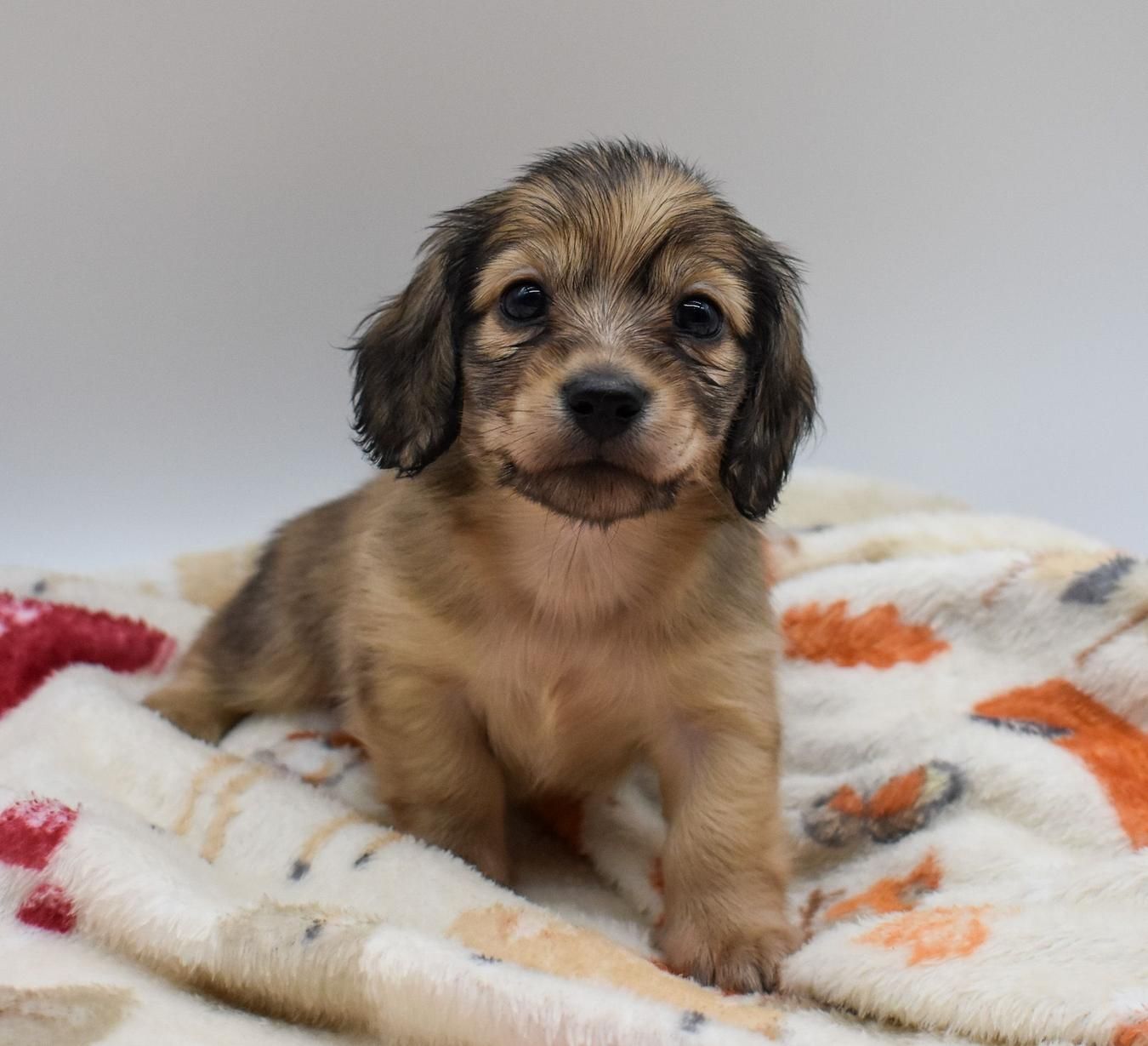 Filhote de dachshund de pelo longo