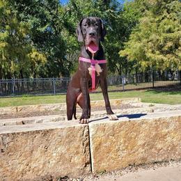 Ricin - Great Dane