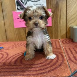 Girl 2 - Chocolate, tan and white female Yorkshire Terrier puppy in Bear Creek, North Carolina from Yorkie Time