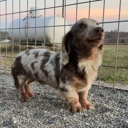 Oskie - Dachshund