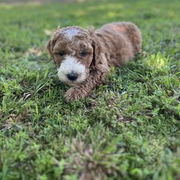 Goldendoodle Puppies from Crowders Creek Doodles