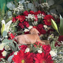 Red dapple - Red male Dachshund puppy in Wills Point, Texas from East Mini Dachshunds Texas