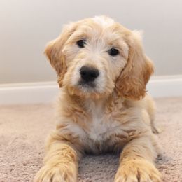 Frosty (blue) - Goldendoodle puppy from Timberidge Goldendoodles