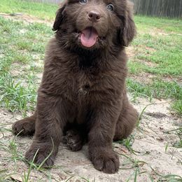 Newfoundland Puppies from Pete’s Newfies
