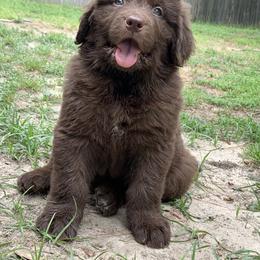 Newfoundland Puppies from Pete’s Newfies