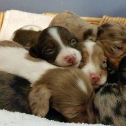 Dachshund Puppies from Short Stuff Doxies