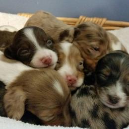 Dachshund Puppies from Short Stuff Doxies