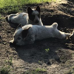 Australian Cattle Dog Puppies from Weleski Chocolate Heelers