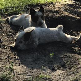Australian Cattle Dog Puppies from Weleski Chocolate Heelers