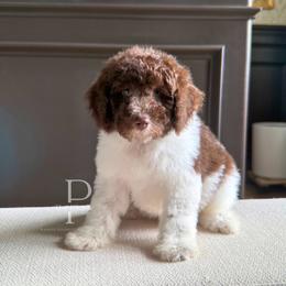 Arroyo - Brown and white male Bernedoodle puppy in Tulsa, Oklahoma from The Poodle Co. Raising Doodles & Poodles