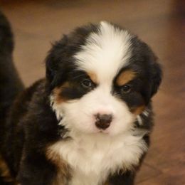 Bernese Mountain Dog Puppies from Willow Tree Berners