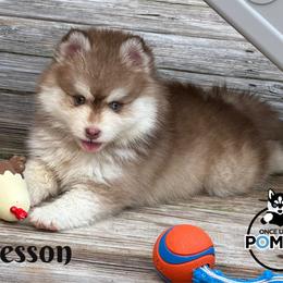 Wesson - Red and white male Pomsky puppy in Eastman, Georgia from Once Upon A Pomsky