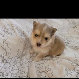 Pomeranian and Pomsky Puppies from Pom Pom Pomskies-TN