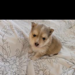 Pomeranian and Pomsky Puppies from Pom Pom Pomskies-TN