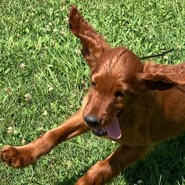 Irish Setters from Motley Acres Farm