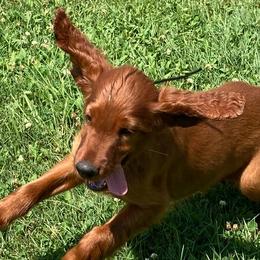 Irish Setters from Motley Acres Farm