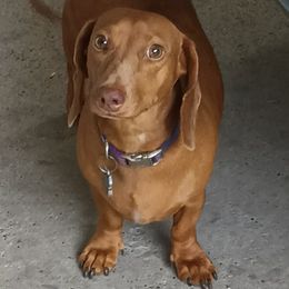 Bella - Dachshund
