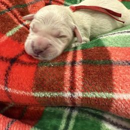 Red - Light golden male Golden Retriever puppy in Salt Lake City, Utah from Soaring golden retrievers