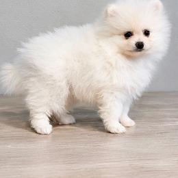 Boy 2 - Cream male Pomeranian puppy in Avondale, Arizona from Mely Pomlove