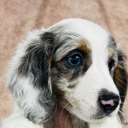 Dachshunds, Miniature Australian Shepherds, and Poodles from Happy Puppy Paws