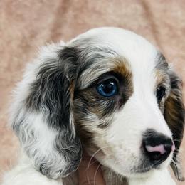 Dachshunds, Miniature Australian Shepherds, and Poodles from Happy Puppy Paws