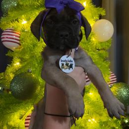 Ruby - Red fawn female Bullmastiff puppy in South Attleboro, Massachusetts from Bessettes Bullies