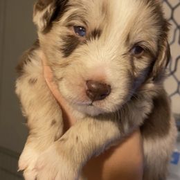 Miniature Australian Shepherds from Born on the Bayou Aussies