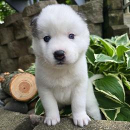 Mia - Gray and white female Siberian Husky puppy in Addison, Michigan from Gray Run Siberian Huskies