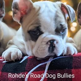 Bulldog and French Bulldog Puppies from Rohde's Road Dog Bullies