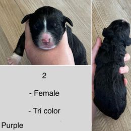 Aries - Tri-color female Bernedoodle puppy in Kenyon, Minnesota from Country Breeze Doodles & Poodles
