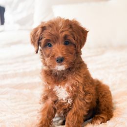 Mistletoe - Red  male Goldendoodle puppy in Sallisaw, Oklahoma from Huddle Puppies