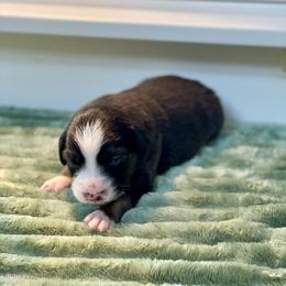 Magnolia - Black tri-color female Australian Shepherd puppy in Salinas, California from AA Aussies