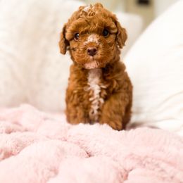 Rory - Chocolate female Cavapoo puppy in Shelley, Idaho from Grace's Puppies
