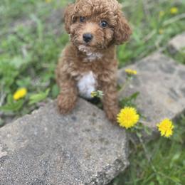 Cockapoo and Poodle Puppies from Kathy Maize