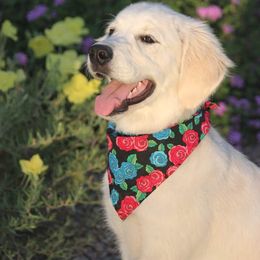 Golden Retriever Puppies from Dewbury Dream Goldens