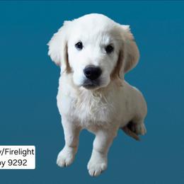 Lacy Boy 1 - Light golden male Golden Retriever puppy in Niles, Michigan from Family Raised Goldens