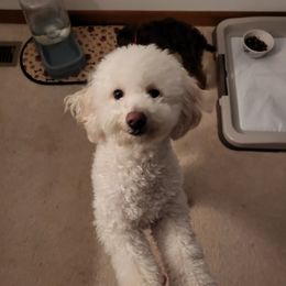 Amore - Poodle