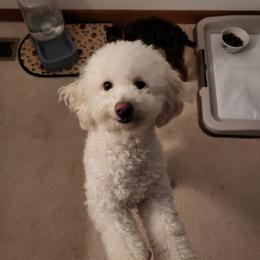 Amore - Poodle