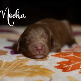 Mocha - Brown and white male Bernedoodle puppy in Spartanburg, South Carolina from Southern Magnolia Bernedoodles