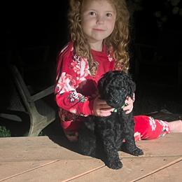 Onyx (green collar) - Black male Poodle puppy in Batavia, Ohio from The Livezey Standard-CKCS and Standard Poodles