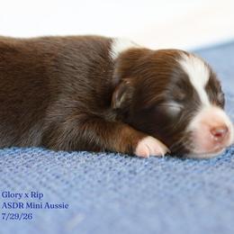 Alani- Red Tri Female - Red tri female Miniature Australian Shepherd puppy in Nacogdoches, Texas from TK Standard, Mini, & Toy Aussies
