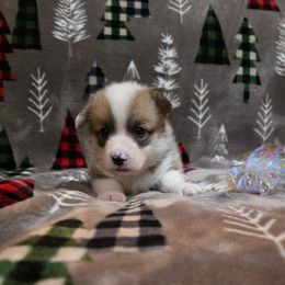 Grey Collar Female - Red female Pembroke Welsh Corgi puppy in Tenino, Washington from LoneStar Corgis NW